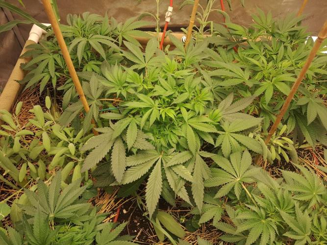 Csi seed run. Week 6 - THC-V 