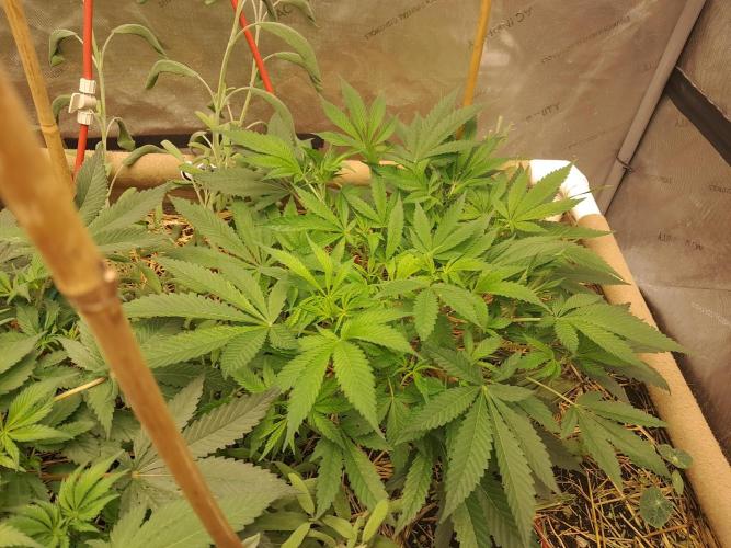 Csi seed run. Week 6 - Turbo Diesel 