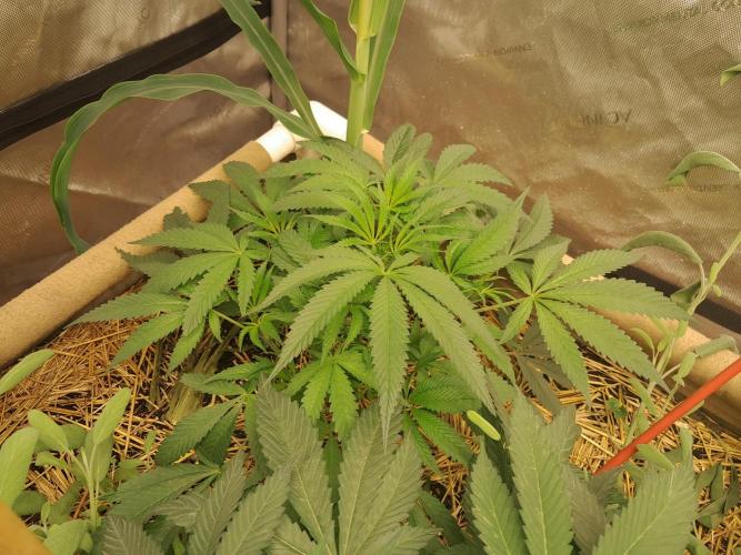 Csi seed run. Week 6 - Sister Wifey 
