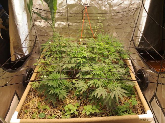 Csi seed run. Week 7