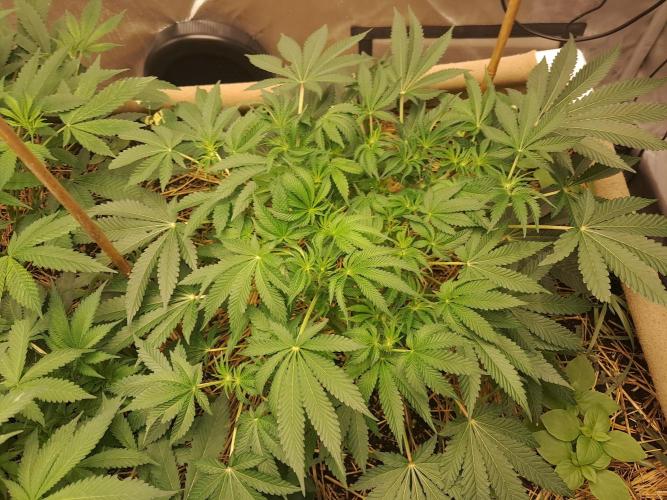 Csi seed run. Week 7 - Z x Ruthless Runtz 