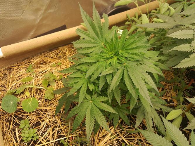 Csi seed run. Week 7 - Poop & P