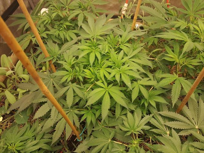 Csi seed run. Week 7 - THC-V 