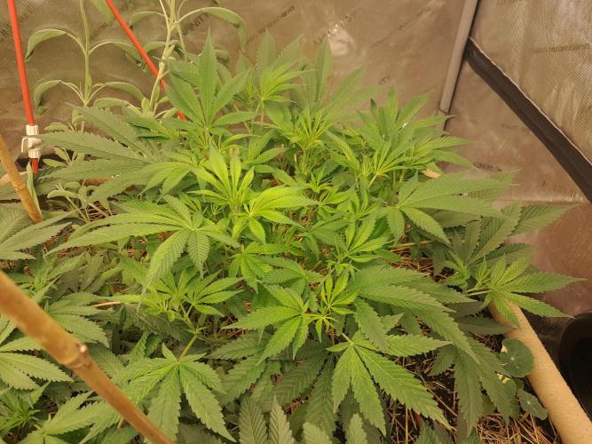 Csi seed run. Week 7 - Turbo Diesel 