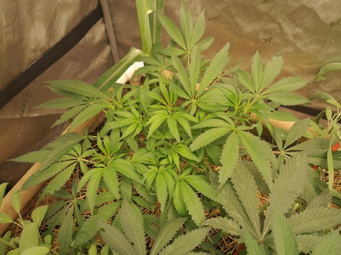 Csi seed run. Week 7 - Sister Wifey 