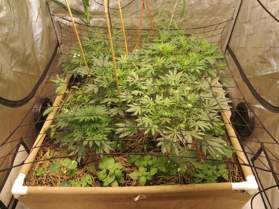 Csi seed run. Week 8