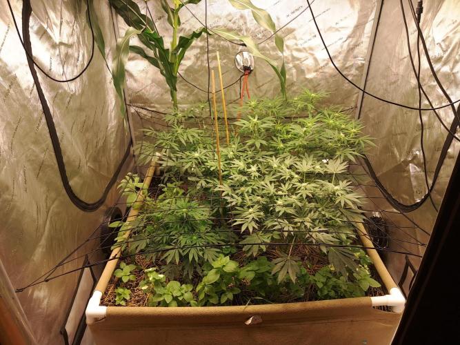 Csi seed run. Week 9