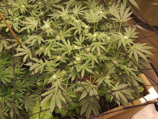 Csi seed run. Week 9