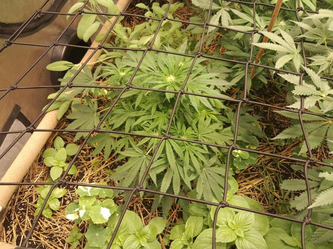 Csi seed run. Week 9