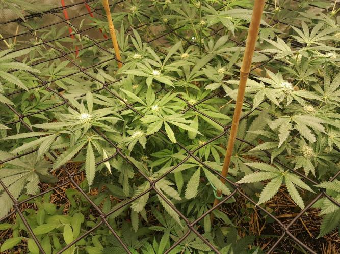Csi seed run. Week 9