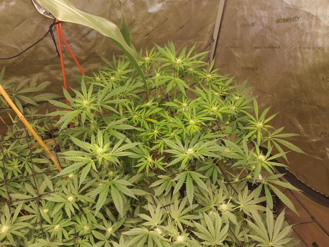 Csi seed run. Week 9