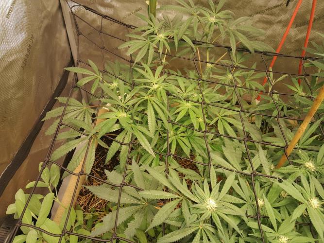 Csi seed run. Week 9