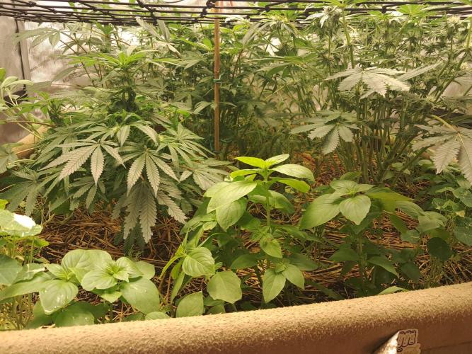 Csi seed run. Week 9