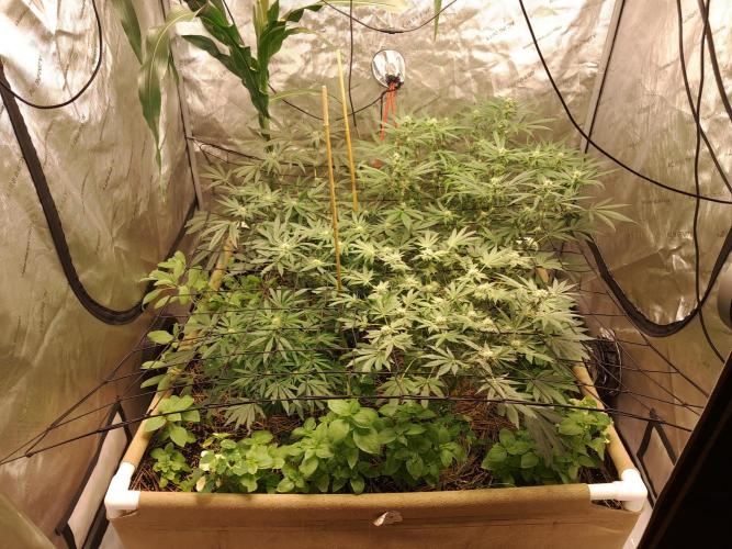 Csi seed run. Week 10