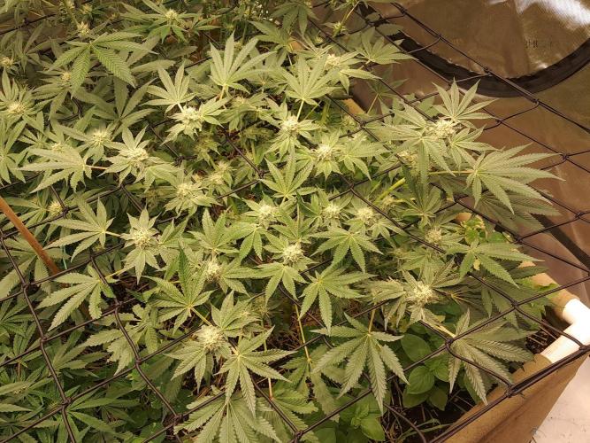 Csi seed run. Week 10