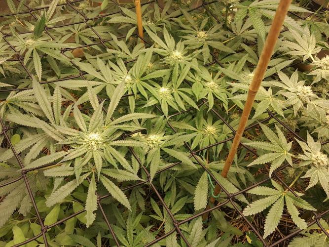 Csi seed run. Week 10