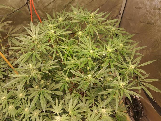 Csi seed run. Week 10