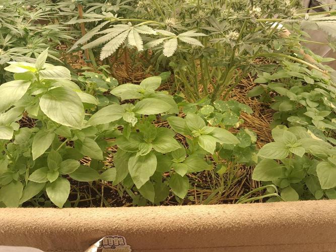 Csi seed run. Week 10