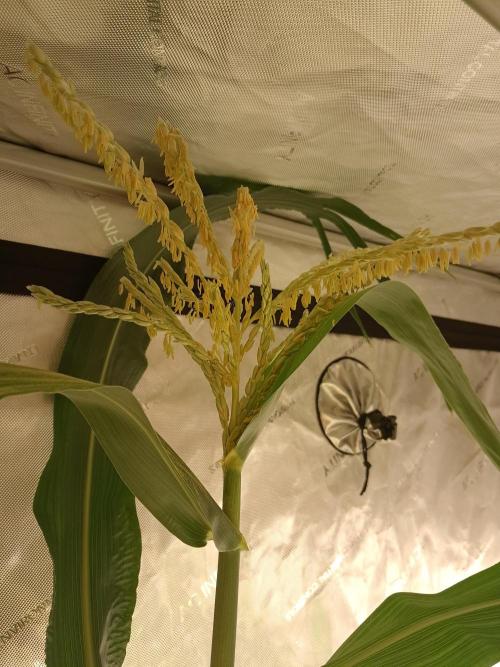 Csi seed run. Week 10