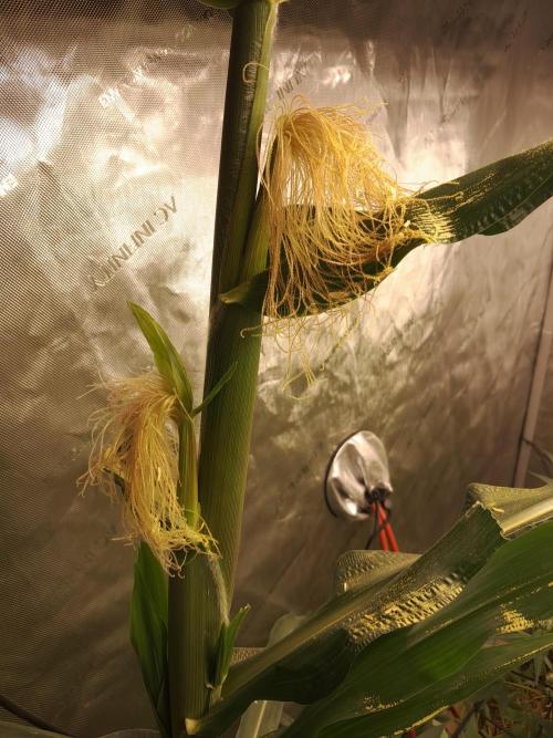 Csi seed run. Week 10