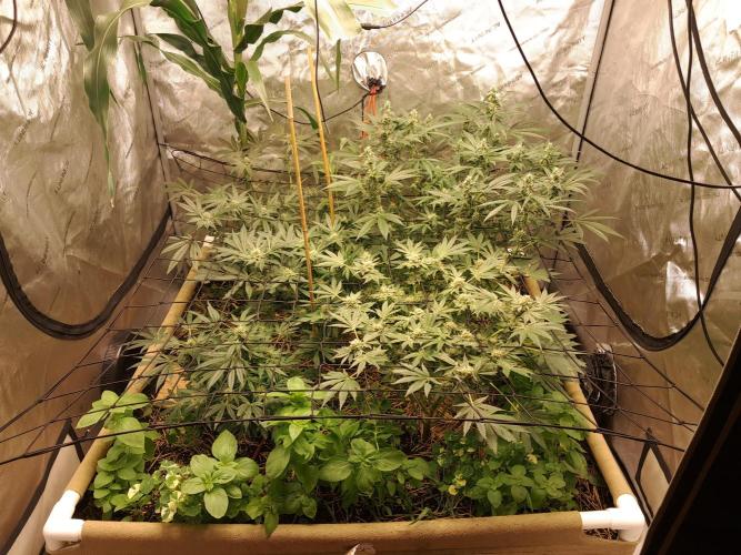 Csi seed run. Week 11