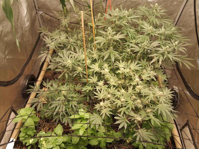 Csi seed run. Week 11