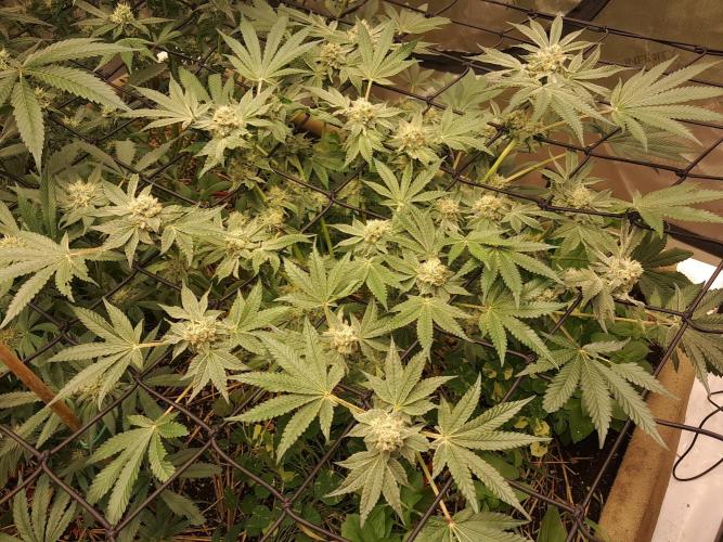 Csi seed run. Week 11 - Z x ruthless runtz 
