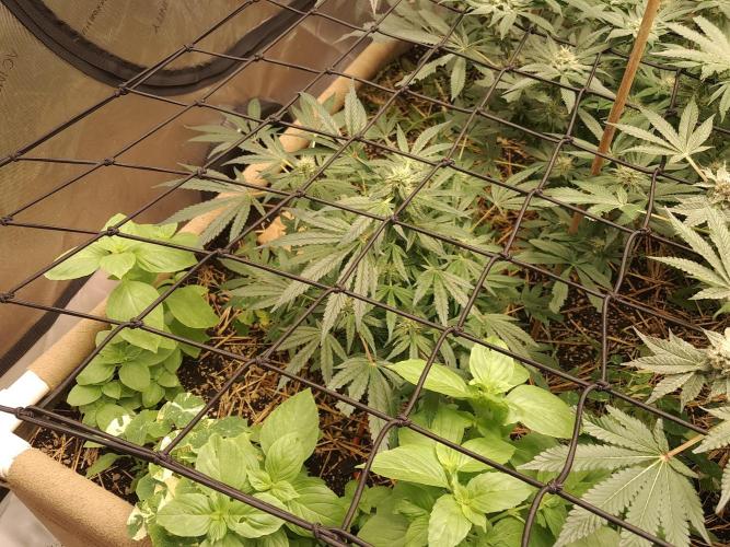 Csi seed run. Week 11 - Poop & P 
