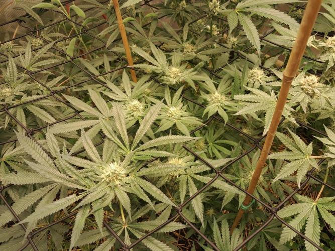 Csi seed run. Week 11 - THC-V 