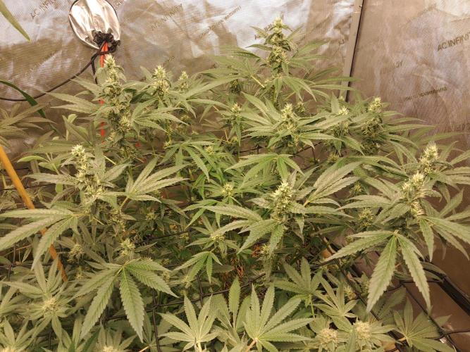 Csi seed run. Week 11 - Turbo Diesel 
