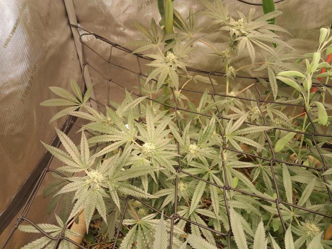 Csi seed run. Week 11 - Sister Wifey 