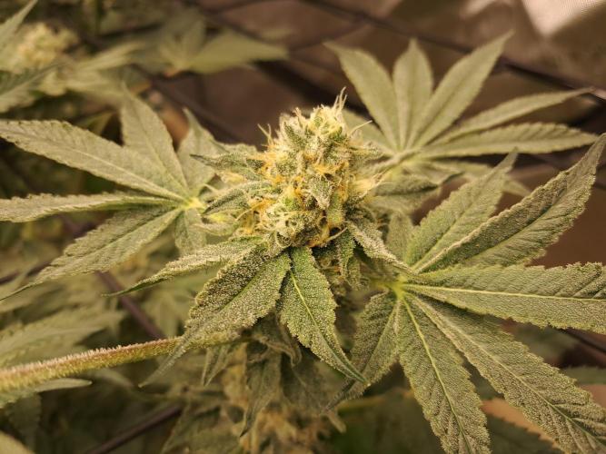 Csi seed run. Week 11 - Z x ruthless runtz 