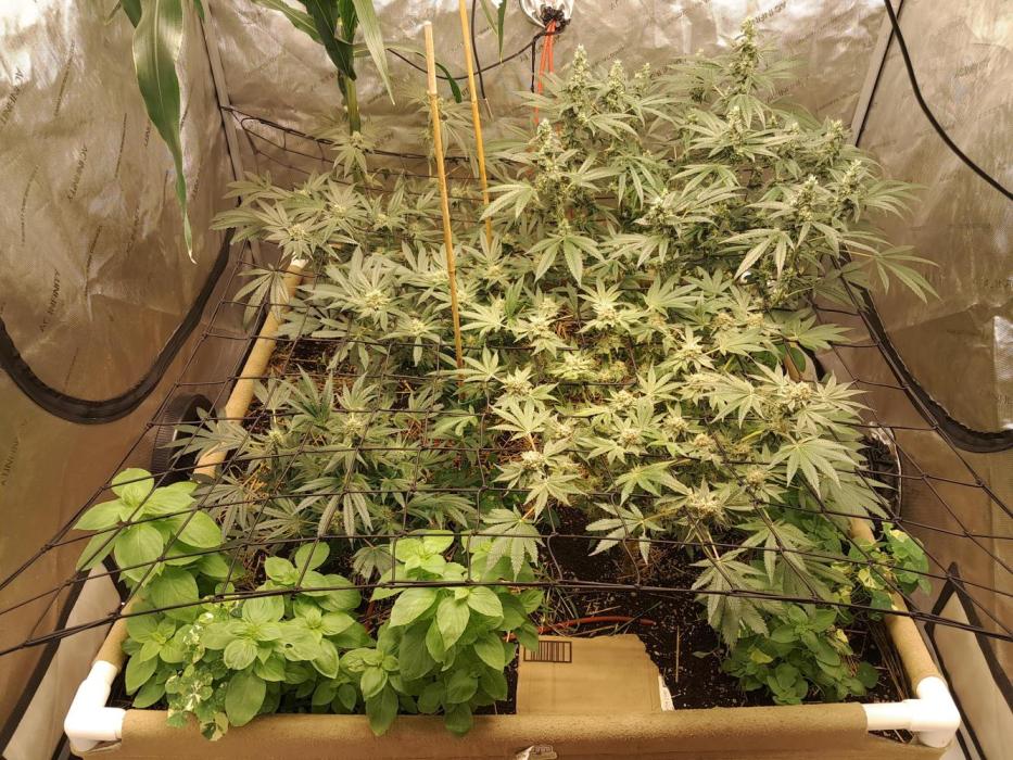 Csi seed run. Week 12