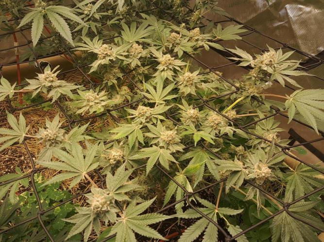 Csi seed run. Week 13