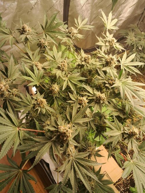 Csi seed run. Week 13