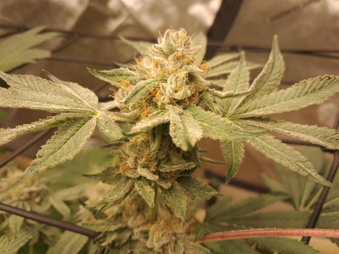 Csi seed run. Week 13