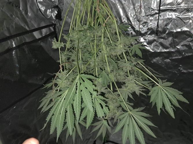 Csi seed run. Week 13
