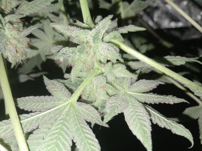 Csi seed run. Week 13