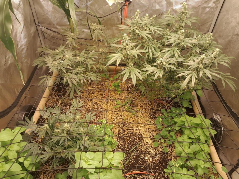 Csi seed run. Week 13
