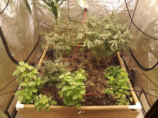 Csi seed run. Week 13
