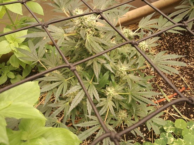 Csi seed run. Week 13 - Poop & P, savory and earthy tones