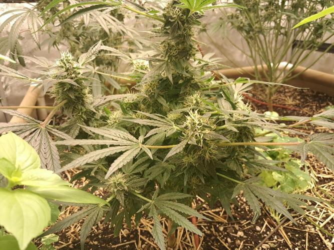 Csi seed run. Week 13