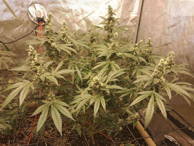 Csi seed run. Week 13 - Turbo Diesel, no smells yet