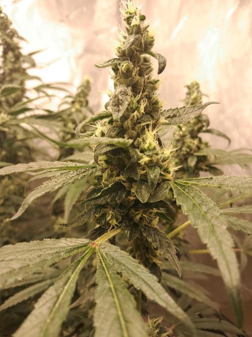 Csi seed run. Week 13