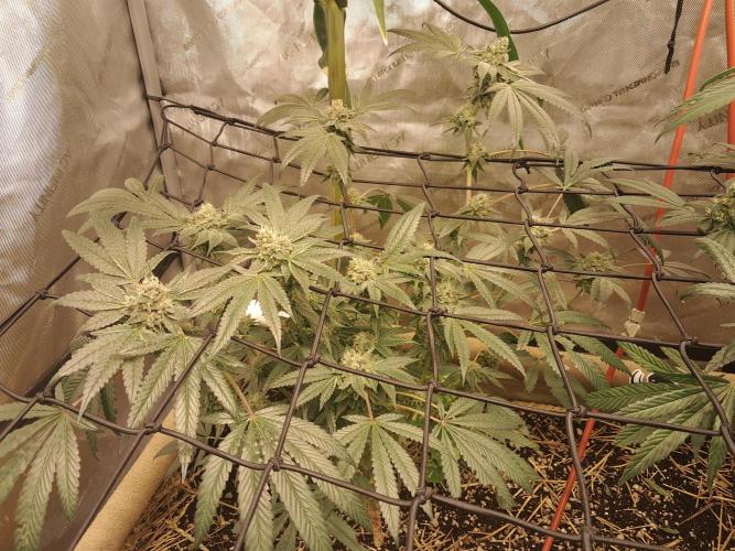 Csi seed run. Week 13 - Sister Wifey, what i assume is the "kush" smell people talk about
