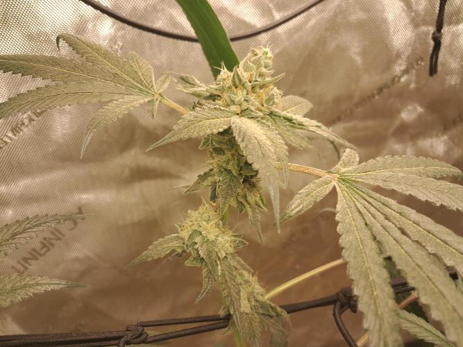 Csi seed run. Week 13