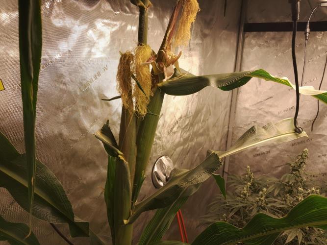 Csi seed run. Week 13