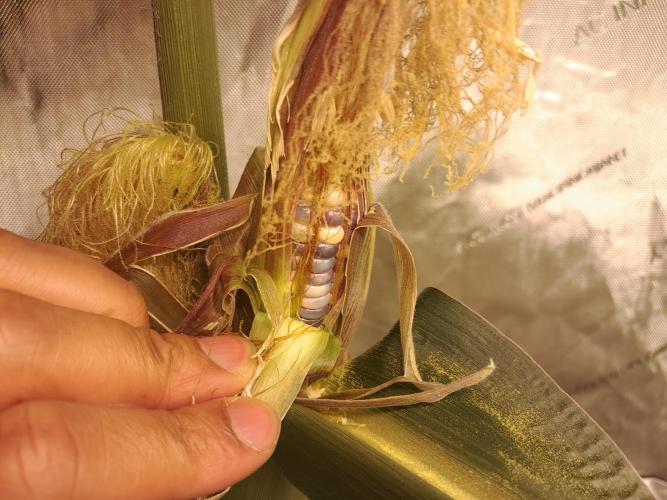 Csi seed run. Week 13 - Colors coming in