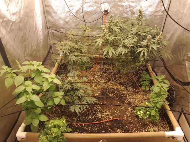 Csi seed run. Week 14