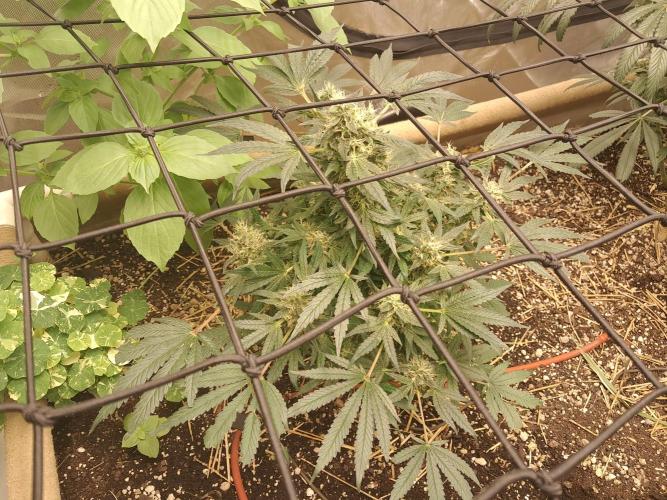 Csi seed run. Week 14 - Poop & P
